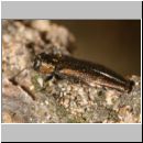 Agrilus viridis f. typica - Prachtkaefer m01 7mm.jpg